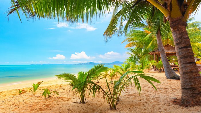 Tropical beach with palm trees and bungalow