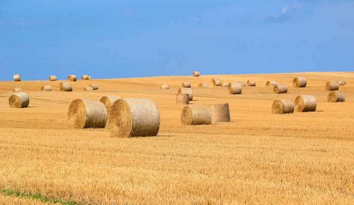 Hay bales in a harvested wheat field under a blue sky