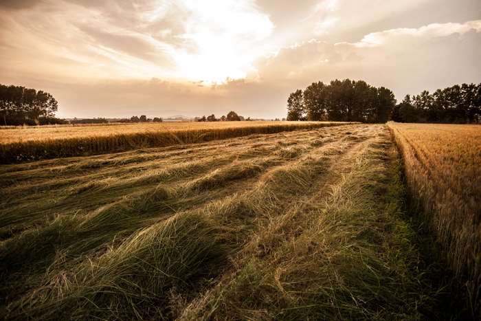 Wheat field at sunset with trees in the background