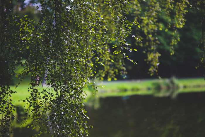 Green birch leaves hanging over a calm body of water