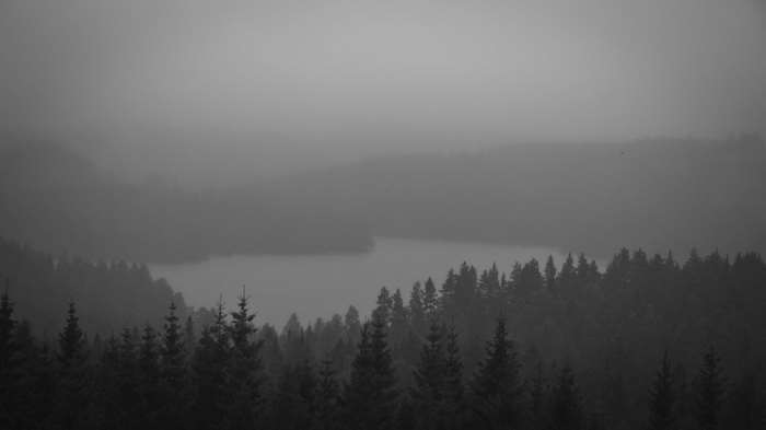 Black and white forest and lake in mist 4K