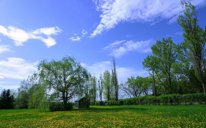 Field of yellow flowers and trees under a blue sky