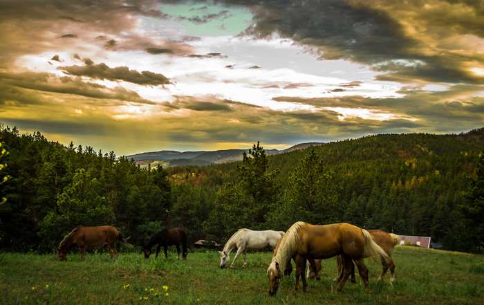 Horses grazing in a meadow with a forest and mountains