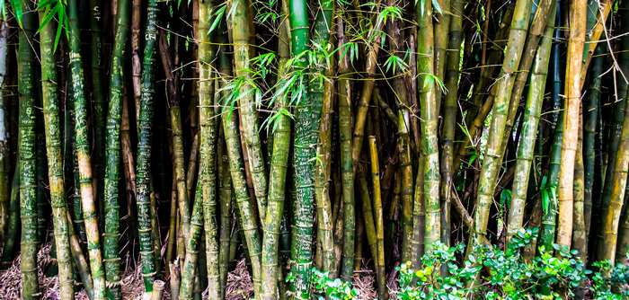 Bamboo forest in Hawaii 4K