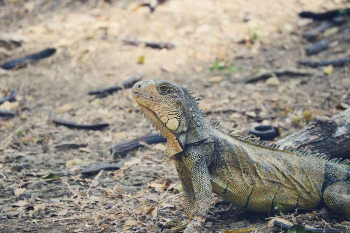 Iguana reptile in a natural habitat