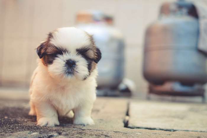 Cute Shih Tzu puppy with brown and white fur