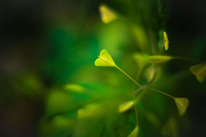 Heart-shaped plant leaves in macro photography 4K