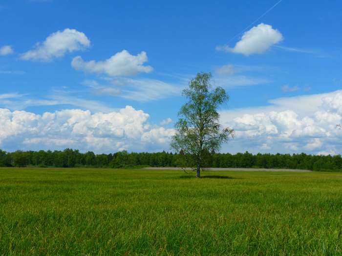 A lone tree in a grassy field under a blue sky with clouds