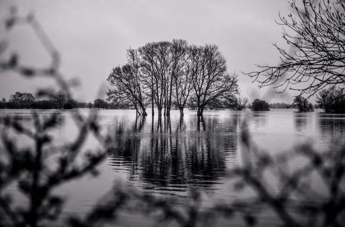 Flooded landscape with bare trees in black and white