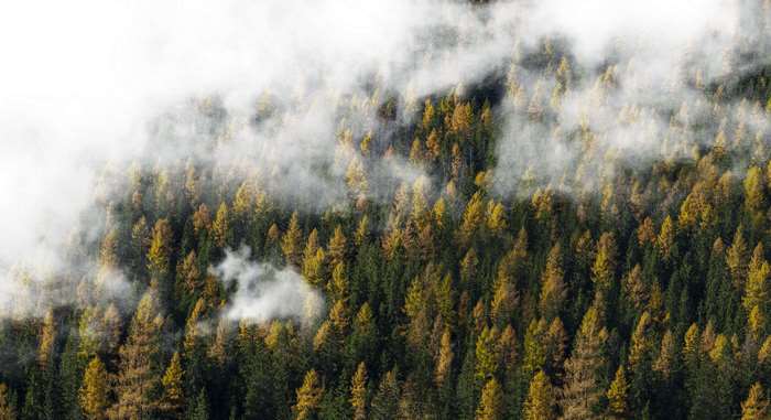 Foggy forest with autumn trees 4K