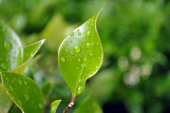 Fresh Green Leaf with Rain Drops