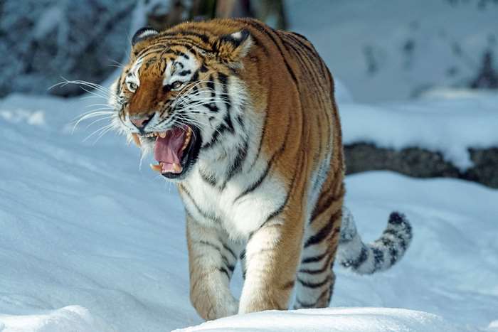 Siberian Tiger Roaring in the Snow