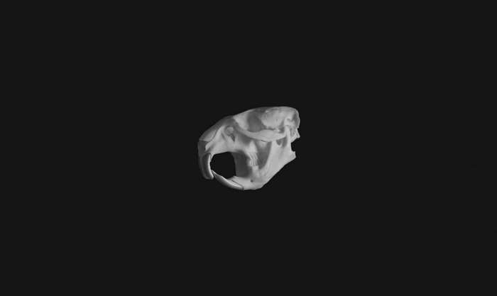 Black and white mouse skull 4K
