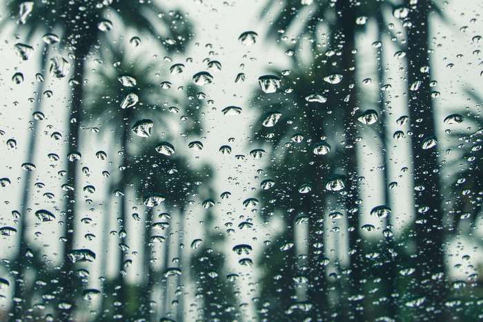 Raindrops on a window with palm trees