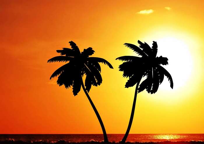 Palm trees silhouetted against a tropical sunset