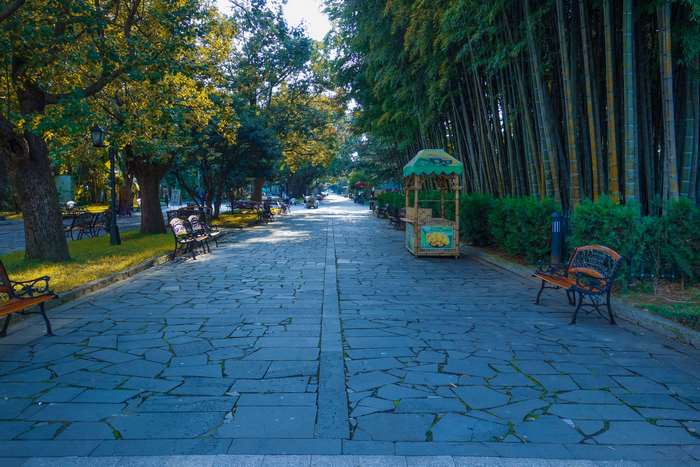 Stone pathway lined with trees and bamboo