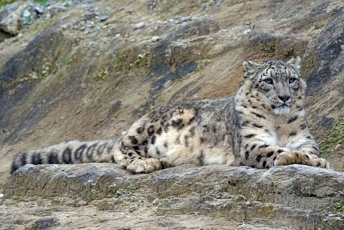 Snow leopard resting on rocks