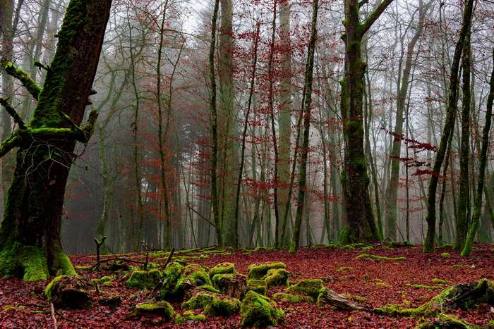 Misty forest with red leaves and mossy rocks