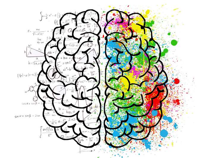 Brain split between logic and creativity