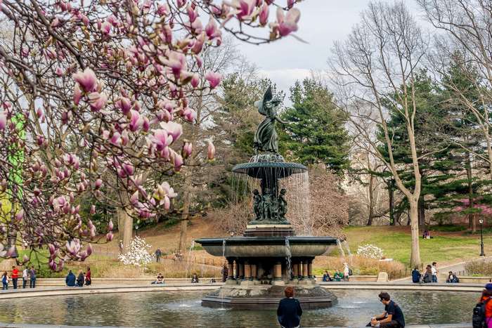 Bethesda Fountain in Central Park with Magnolia Blossoms
