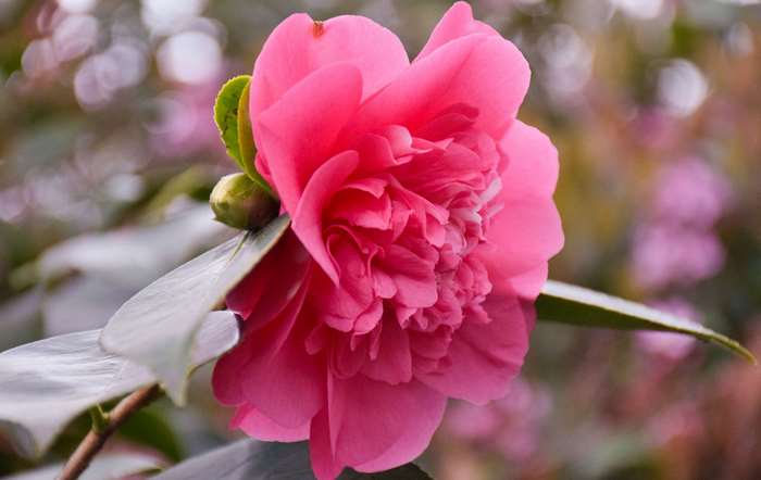 Close-up of a pink camellia flower with a bud