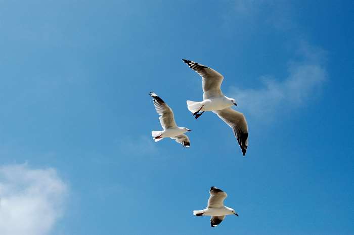 Three seagulls flying in a blue sky