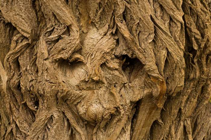 Face carved into the bark of an old tree