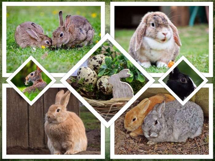 Collage of Rabbits and Easter Eggs