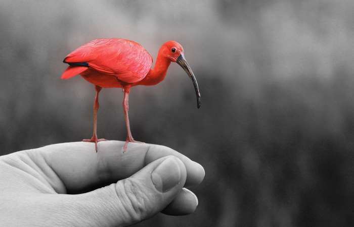 Red Ibis perched on a hand