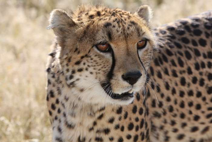 Cheetah in the African Wilderness