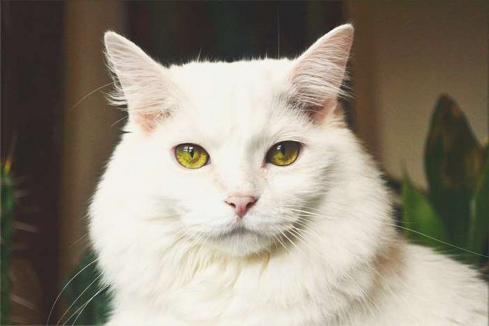 Close up portrait of a white cat with green eyes