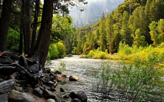 River flowing through a forest with mountains in the background