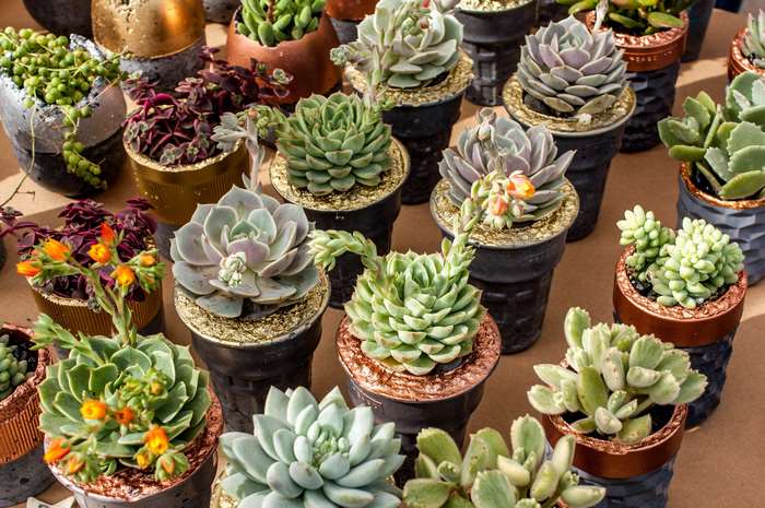 Collection of succulent plants in pots