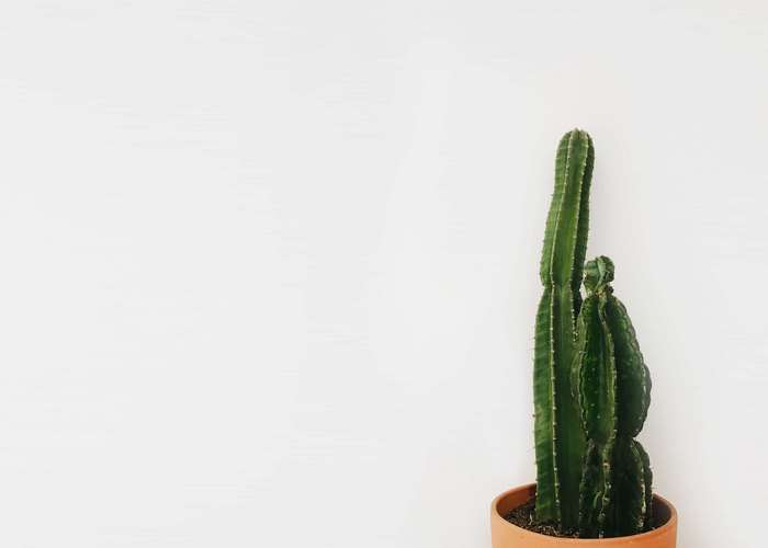 Minimalist potted cactus against a white wall