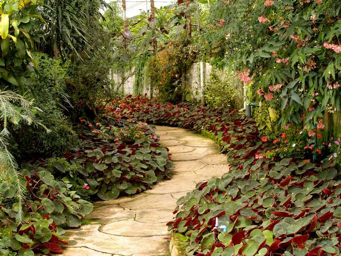 Stone pathway through a garden with blooming plants