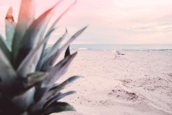 Pineapple leaves and seagull on a beach