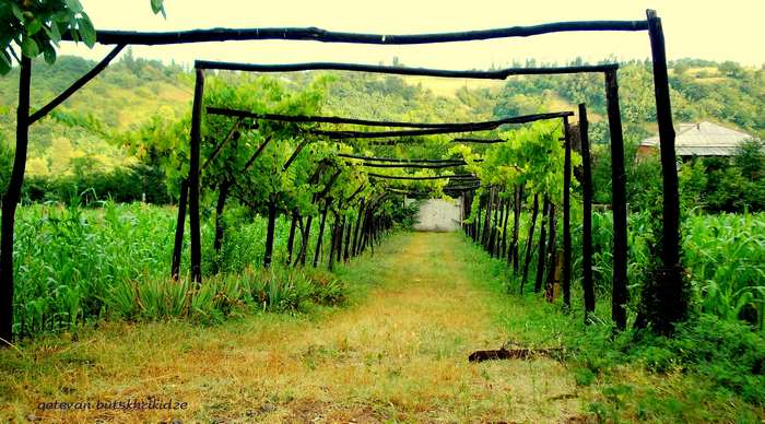 Vineyard tunnel with green fields and a house