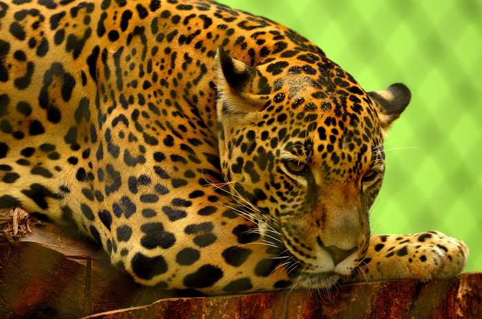 Jaguar with distinctive spotted pattern
