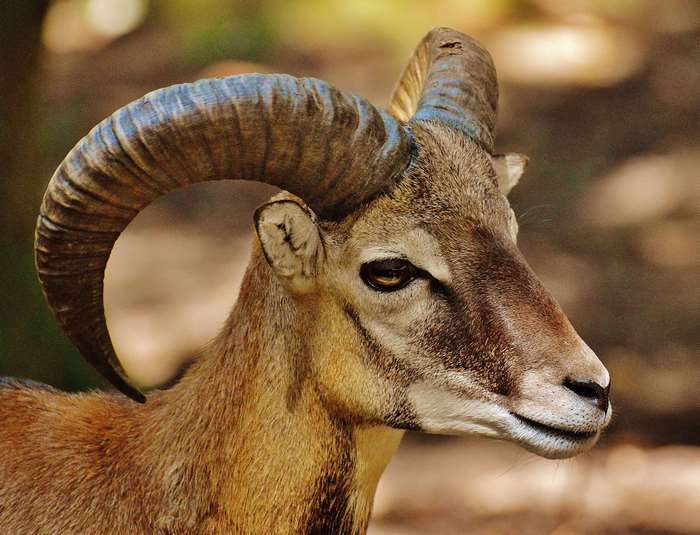 Mouflon ram with large curved horns