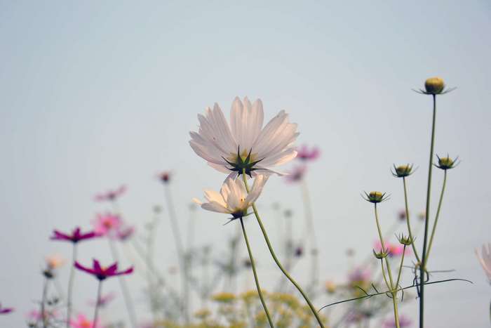 White Cosmos Flowers Blooming in Soft Light