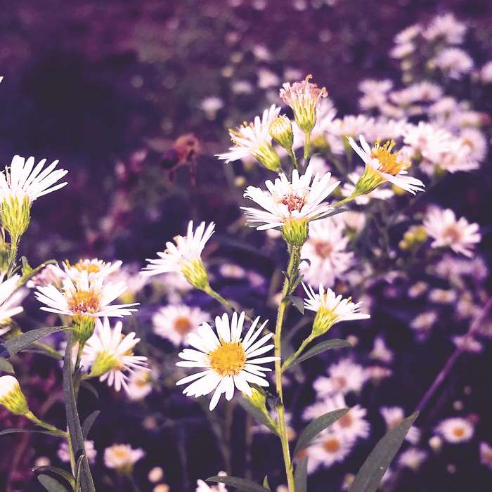 Macro shot of white wildflowers with a bee