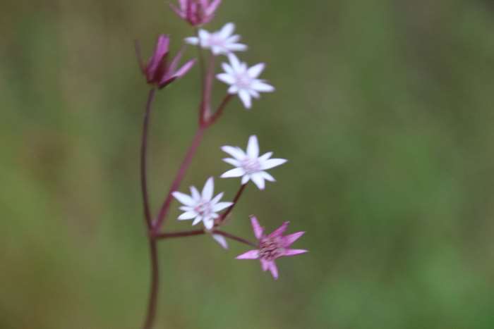 Close-up of small pink and white wildflowers