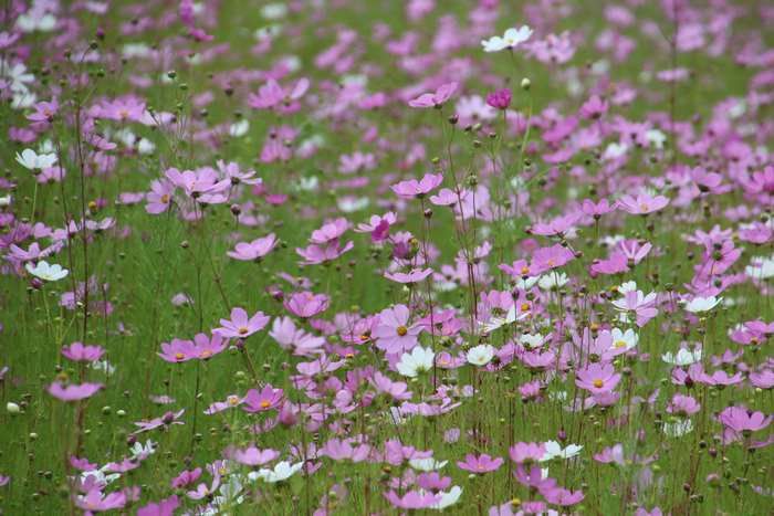 Field of pink and white cosmos flowers