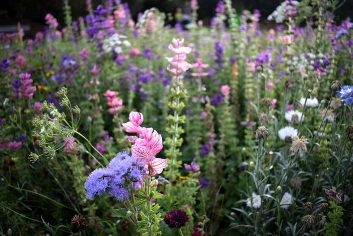 A field of colorful wildflowers in bloom