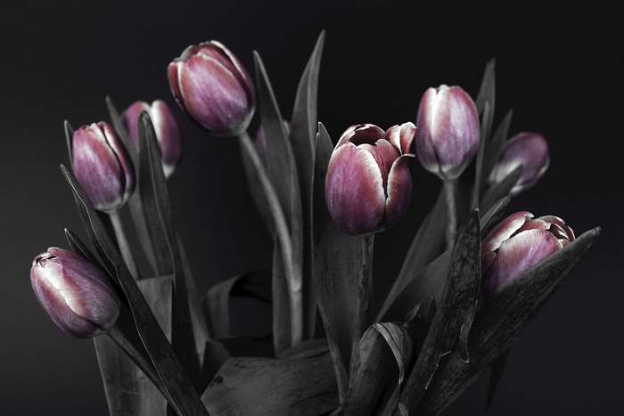Purple tulips bouquet on black background 4K