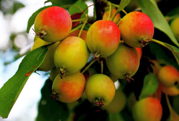 Crabapples on a branch