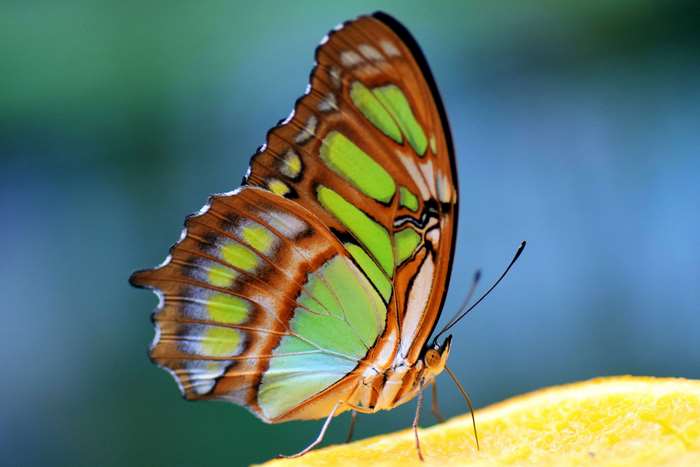 Colorful Malachite Butterfly on Yellow Surface