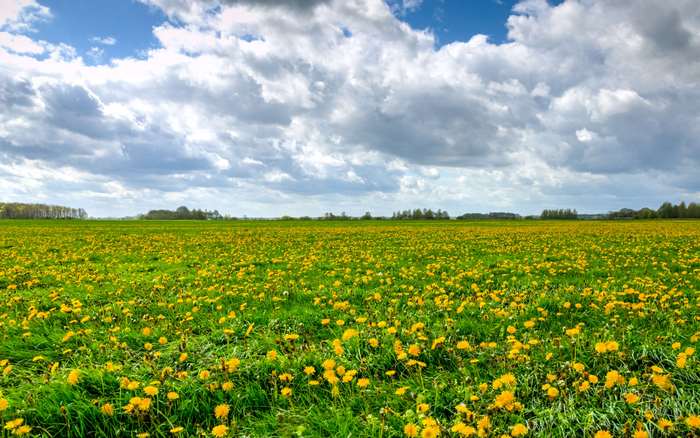 Field of dandelions under a cloudy sky