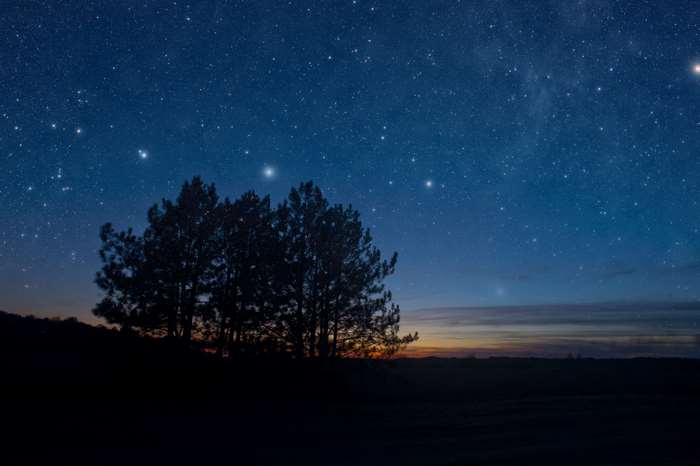 Silhouette of trees against a starry night sky