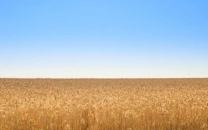 Wheat field under a clear blue sky